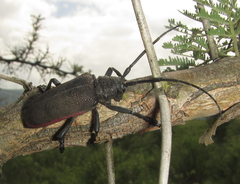 Ceroplesis ferrugator