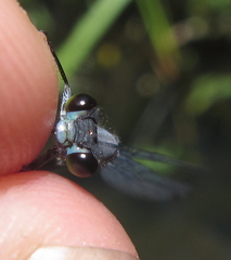Pseudagrion salisburyense