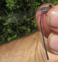 Pseudagrion salisburyense