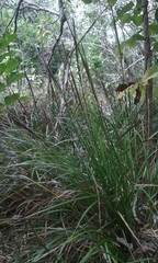 Carex uncinata