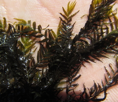 Fissidens fontanus