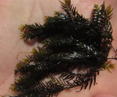Fissidens fontanus