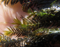 Fissidens fontanus