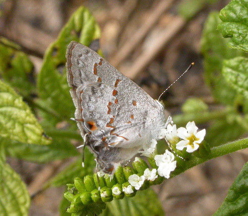 Clytie Ministreak photo 6