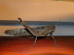 Schistocerca caribbeana