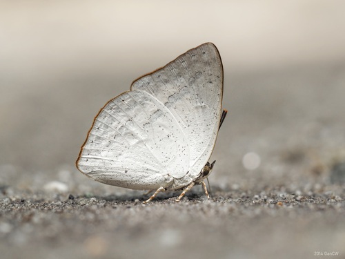 White-beaked Sunbeam