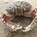 Ocellated Box Crab - Photo (c) stacebird, some rights reserved (CC BY-NC), uploaded by stacebird