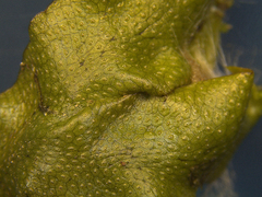 Conocephalum conicum