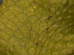 Conocephalum conicum