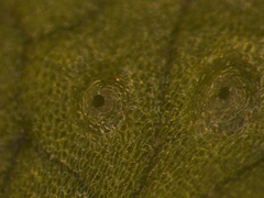 Conocephalum conicum