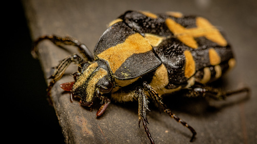Ixorida