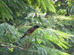 Icterus spurius