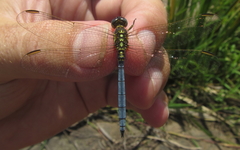 Orthetrum abbotti