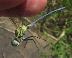 Orthetrum abbotti