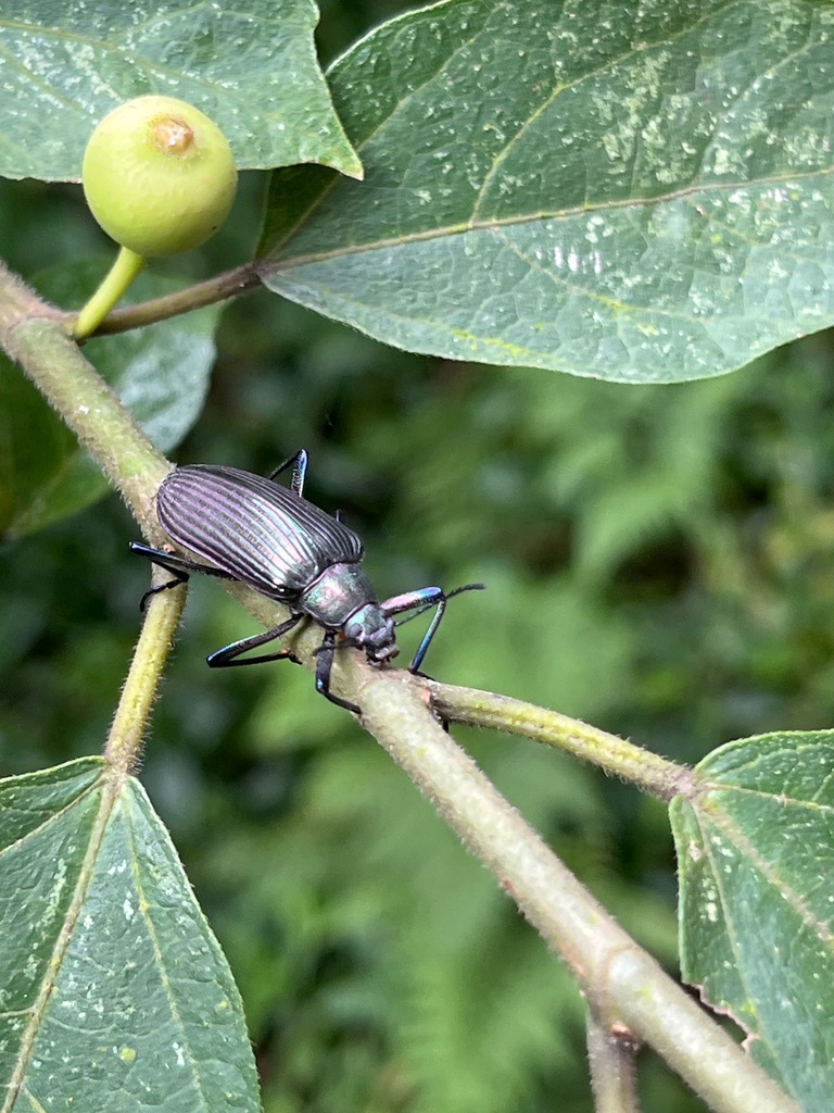 Andocamaria andoi
