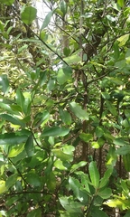 Hedycarya arborea