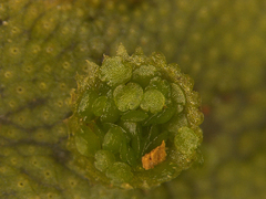 Marchantia polymorpha