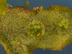 Marchantia polymorpha
