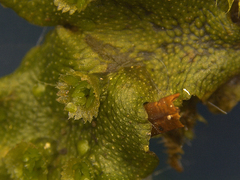 Marchantia polymorpha