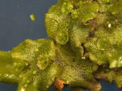 Marchantia polymorpha