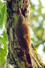 Lepidocolaptes duidae