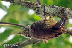 Lepidocolaptes duidae
