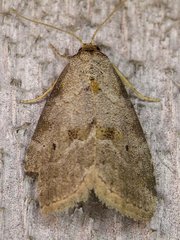 Hyperstrotia pervertens