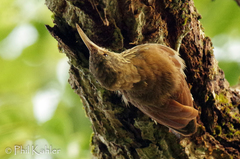 Lepidocolaptes duidae