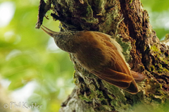 Lepidocolaptes duidae