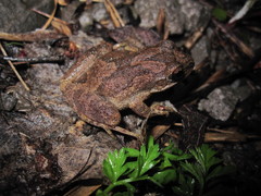 Pseudacris brachyphona