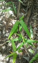 Parsonsia heterophylla