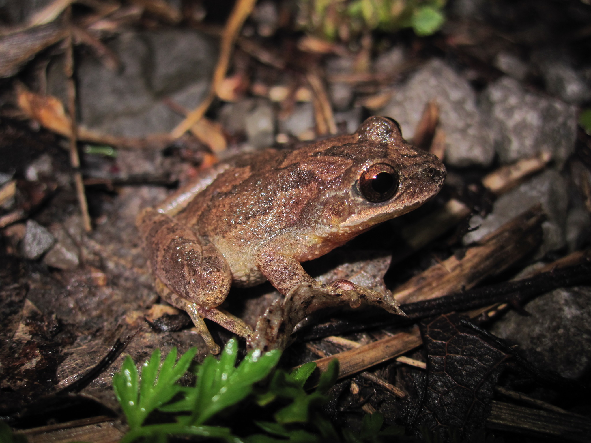 Mountain Chorus Frog (Pseudacris brachyphona) · iNaturalist United Kingdom
