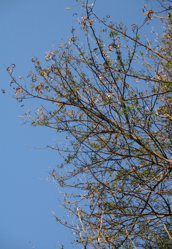 Vachellia image