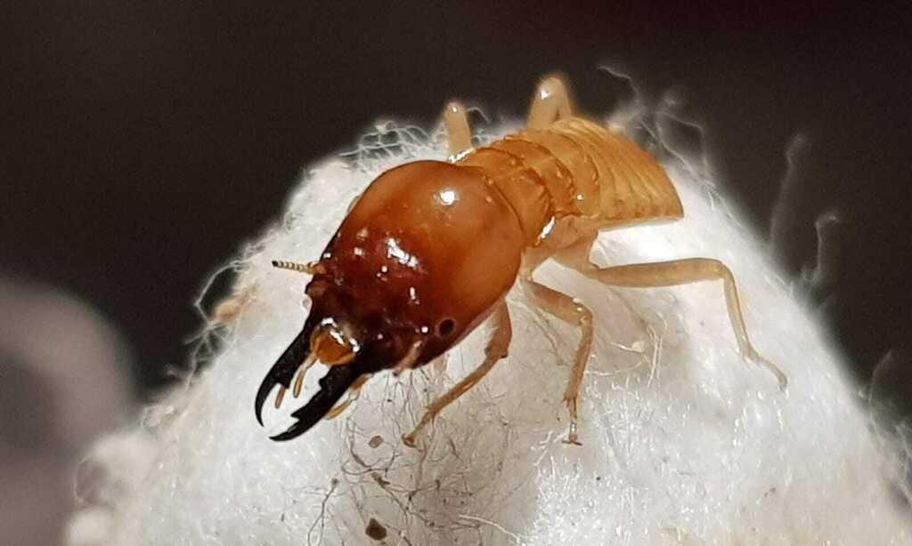 Anacanthotermes ubachi
