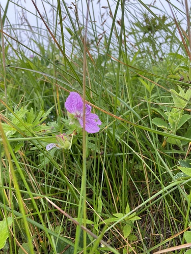 Geranium yesoense iNat (1)