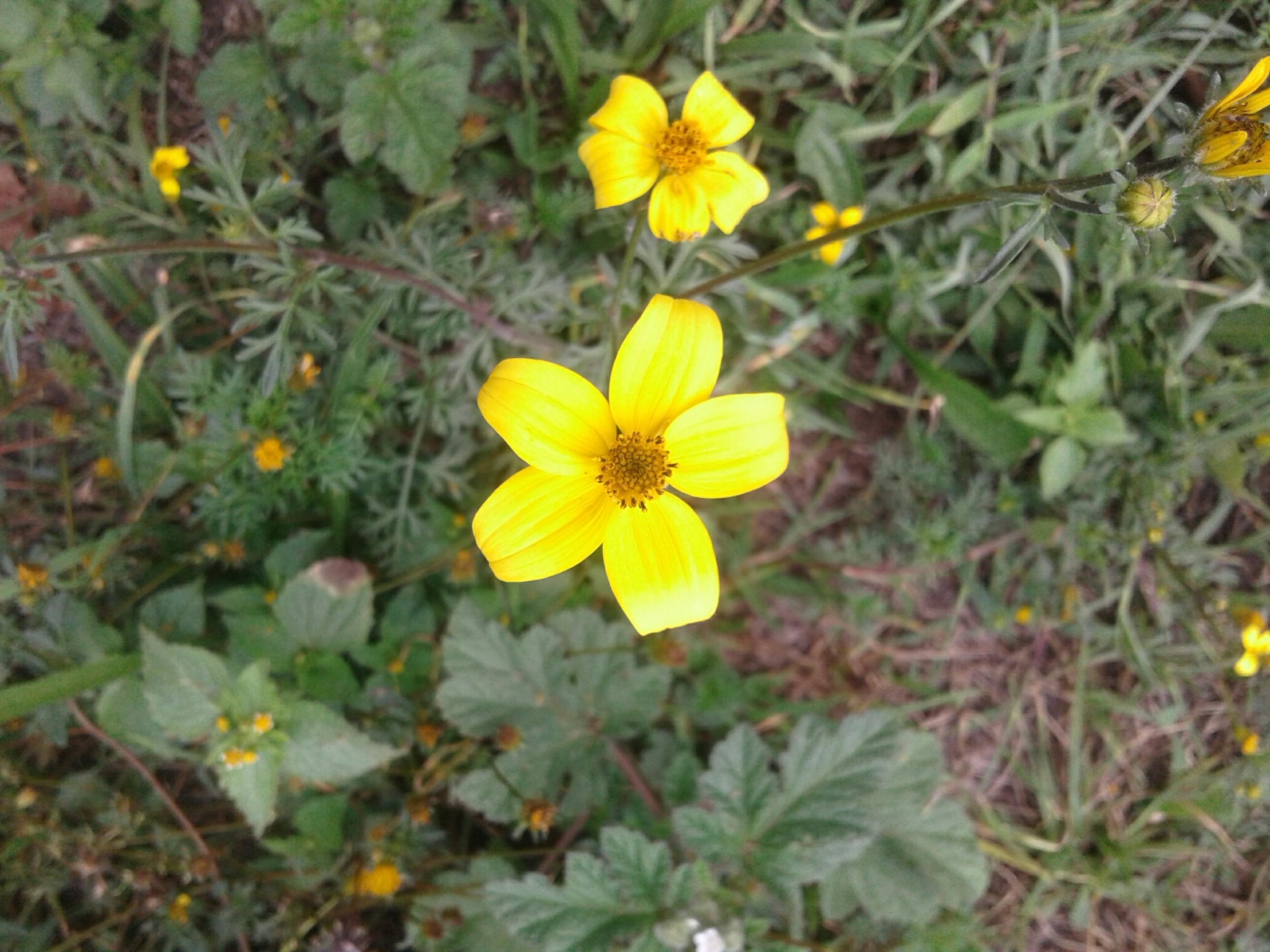 Bidens andicola image