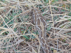 Crotalus polystictus