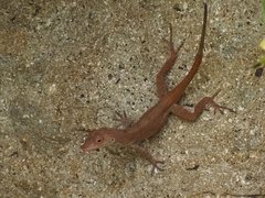 Anolis cristatellus cristatellus