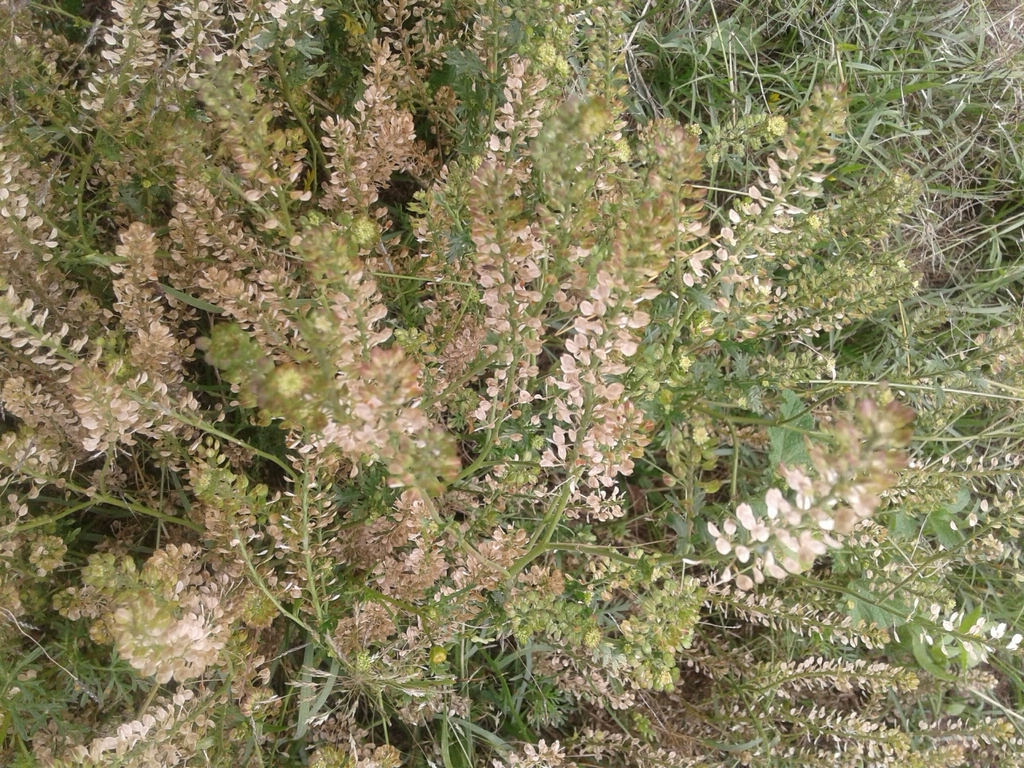 Lepidium chichicara