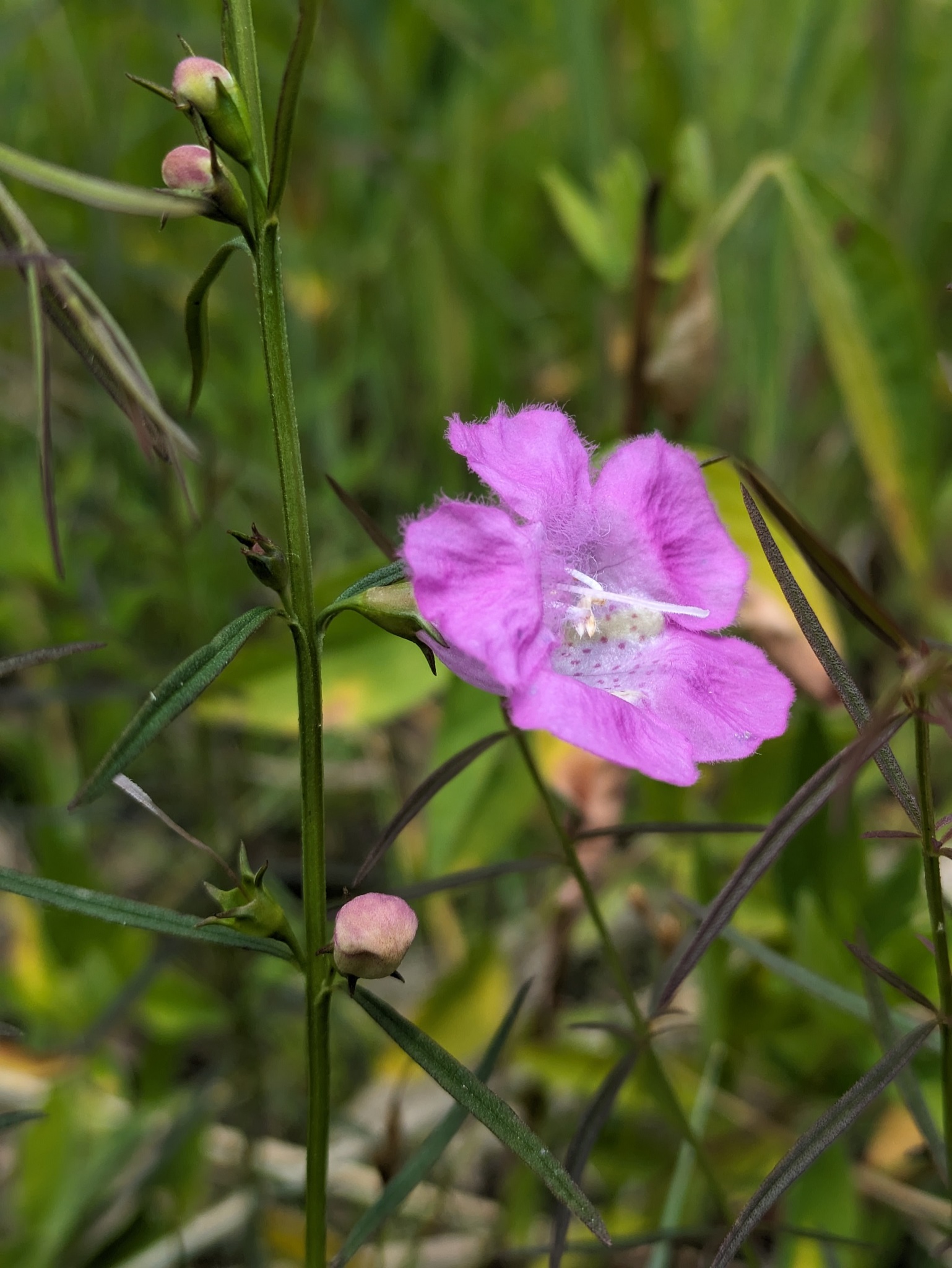 Agalinis purpurea var. purpurea
