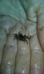 Halicarcinus
