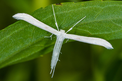 Hellinsia homodactylus