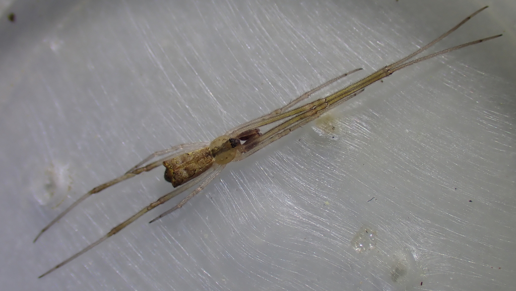 Episinus algiricus