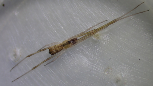 Episinus algiricus