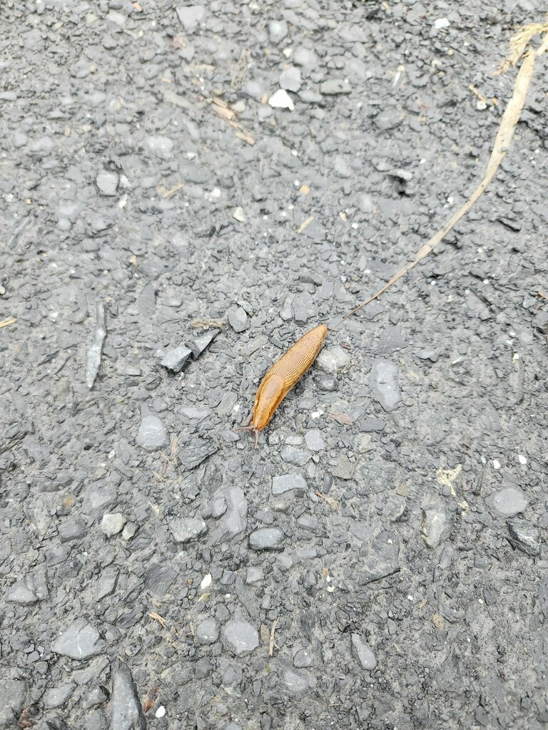 Western Dusky Slug from Kodiak Island Borough, AK, USA on July 20, 2023 ...