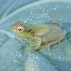 Hyperolius microps