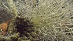 Asbestopluma