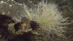 Asbestopluma