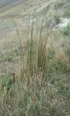 Juncus australis
