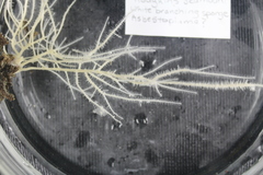 Asbestopluma
